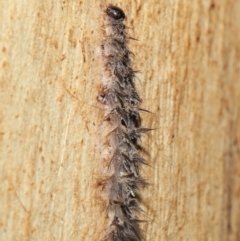 Entomophthoraceae (family) (An entomopathogenic (insect killing) fungus) at Downer, ACT - 5 May 2021 by TimL