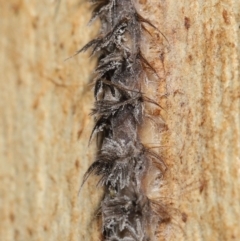 Entomophthoraceae (family) at Downer, ACT - 5 May 2021