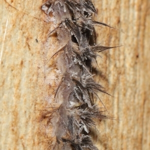 Entomophthoraceae (family) at Downer, ACT - 5 May 2021