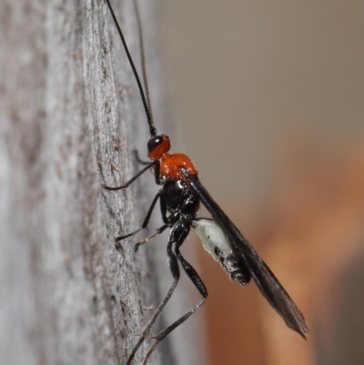 Braconidae (family) (Unidentified braconid wasp) at ANBG - 23 Jun 2021 by TimL