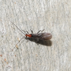 Braconidae (family) at Downer, ACT - 23 Jun 2021