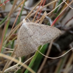 Casbia pallens (Pale Casbia) at Theodore, ACT - 22 Jun 2021 by Owen