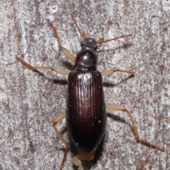 Alleculinae sp. (Subfamily) (Unidentified Comb-clawed beetle) at Downer, ACT - 23 Jun 2021 by TimL