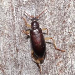 Alleculinae sp. (Subfamily) at Downer, ACT - 23 Jun 2021