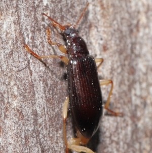 Alleculinae sp. (Subfamily) at Downer, ACT - 23 Jun 2021