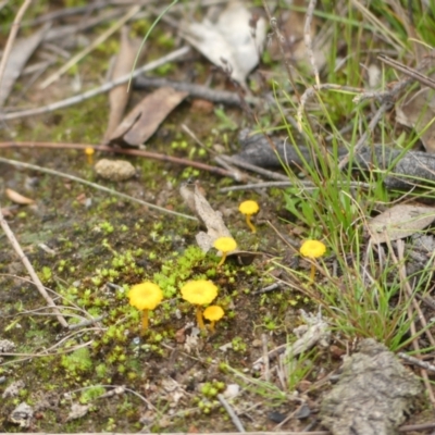 Lichenomphalia chromacea (Yellow Navel) at Conder, ACT - 23 Jun 2021 by SandraH