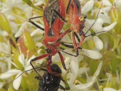 Gminatus australis (Orange assassin bug) at Conder, ACT - 18 Mar 2021 by MichaelBedingfield