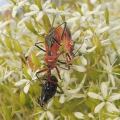 Gminatus australis at Conder, ACT - 18 Mar 2021 12:06 PM