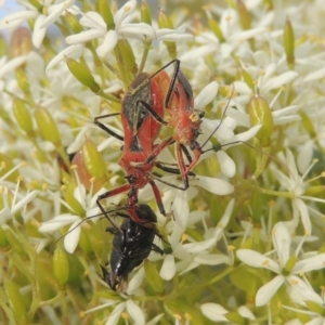 Gminatus australis at Conder, ACT - 18 Mar 2021 12:06 PM