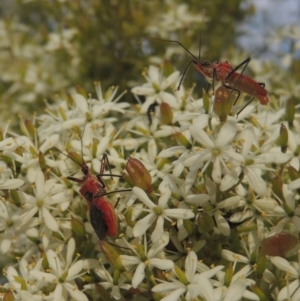 Gminatus australis at Conder, ACT - 18 Mar 2021 12:06 PM