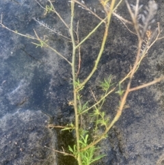 Lepidium sp. (A Peppercress) at Black Flat at Corrowong - 24 Jun 2021 by BlackFlat