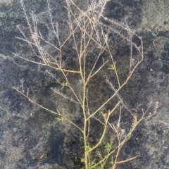 Lepidium sp. at Corrowong, NSW - 24 Jun 2021