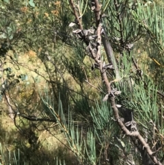 Hakea microcarpa (Small-fruit Hakea) at Tuggeranong Hill - 14 Feb 2021 by ROWLAD