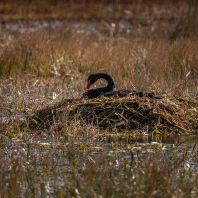 Cygnus atratus (Black Swan) at Breadalbane, NSW - 19 Jun 2021 by trevsci