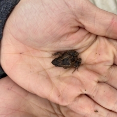 Crinia sp. (genus) (A froglet) at Mulanggari Grasslands - 23 Jun 2021 by leith7