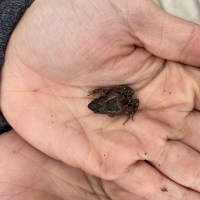 Crinia sp. (genus) (A froglet) at Gungahlin, ACT - 23 Jun 2021 by leith7