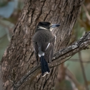 Cracticus torquatus at Collector, NSW - 19 Jun 2021 03:28 PM