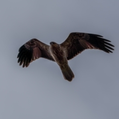 Haliastur sphenurus (Whistling Kite) at Gunning, NSW - 19 Jun 2021 by trevsci