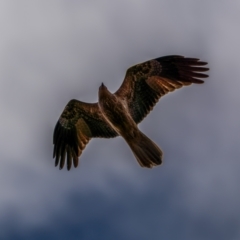 Haliastur sphenurus at Gunning, NSW - 19 Jun 2021