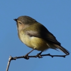 Smicrornis brevirostris (Weebill) at Majura, ACT - 6 Jun 2021 by jb2602