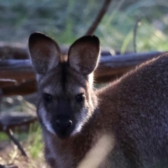 Notamacropus rufogriseus (Red-necked Wallaby) at Mount Ainslie - 8 Jun 2021 by jb2602