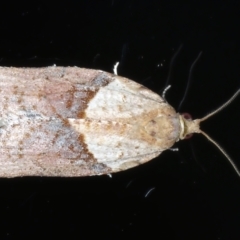 Epiphyas postvittana (Light Brown Apple Moth) at Ainslie, ACT - 2 Jun 2021 by jb2602