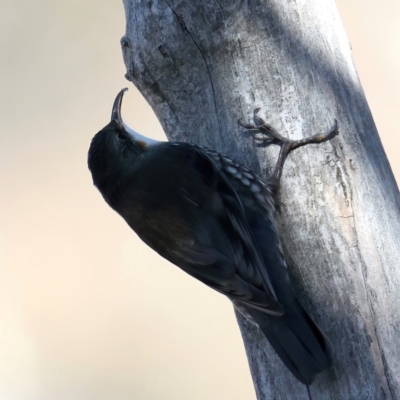 Cormobates leucophaea (White-throated Treecreeper) at Majura, ACT - 6 Jun 2021 by jbromilow50