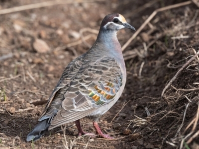 Phaps chalcoptera (Common Bronzewing) at Canyonleigh, NSW - 23 Jun 2021 by NigeHartley