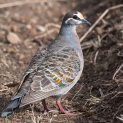 Phaps chalcoptera (Common Bronzewing) at Canyonleigh, NSW - 23 Jun 2021 by NigeHartley