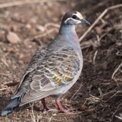 Phaps chalcoptera (Common Bronzewing) at Canyonleigh, NSW - 23 Jun 2021 by NigeHartley
