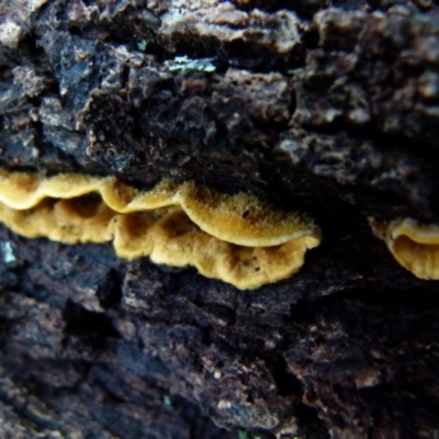 Stereum hirsutum (Hairy Curtain Crust) at Boro, NSW - 21 Jun 2021 by Paul4K