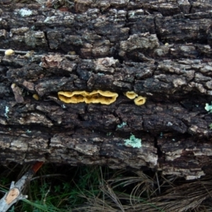 Stereum hirsutum at Boro, NSW - 21 Jun 2021