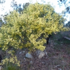 Acacia terminalis (Sunshine Wattle) at Boro, NSW - 21 Jun 2021 by Paul4K