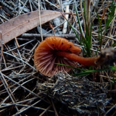 Laccaria sp. (Laccaria) at Boro - 21 Jun 2021 by Paul4K