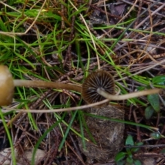 zz agaric (stem; gills not white/cream) at Boro, NSW - 22 Jun 2021 by Paul4K