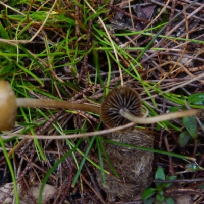 zz agaric (stem; gills not white/cream) at Boro - 23 Jun 2021 by Paul4K