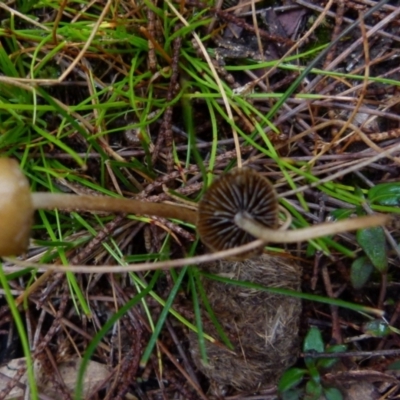 zz agaric (stem; gills not white/cream) at Boro, NSW - 22 Jun 2021 by Paul4K