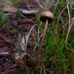 zz agaric (stem; gills not white/cream) at Boro, NSW - 23 Jun 2021