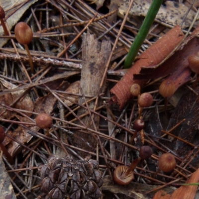 Mycena sp. (Mycena) at Boro, NSW - 23 Jun 2021 by Paul4K