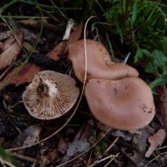 Unidentified Cup or disk - with no 'eggs' at Boro, NSW - 22 Jun 2021 by Paul4K