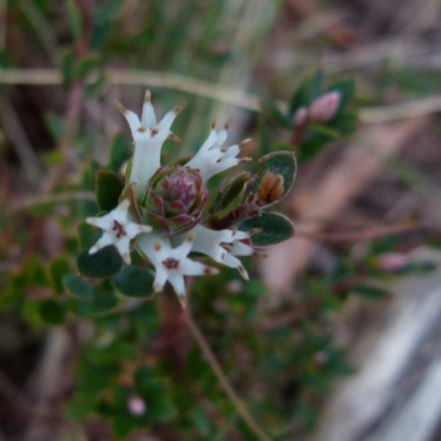 Brachyloma daphnoides (Daphne Heath) at Boro - 23 Jun 2021 by Paul4K