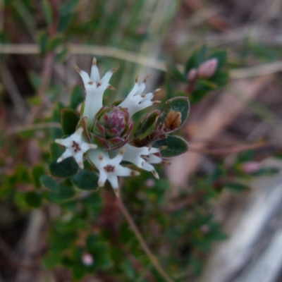 Brachyloma daphnoides (Daphne Heath) at Boro - 22 Jun 2021 by Paul4K