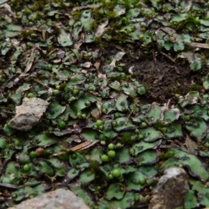 Asterella sp. (genus) at suppressed - 23 Jun 2021