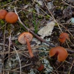 Laccaria sp. (Laccaria) at Boro - 23 Jun 2021 by Paul4K