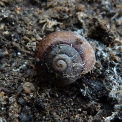 Galadistes molong (Molong Woodland Snail) at suppressed - 23 Jun 2021 by Paul4K