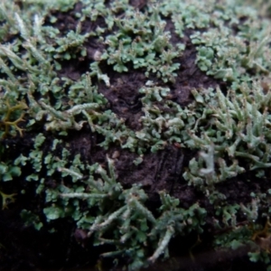 Cladonia sp. (genus) at Boro, NSW - 23 Jun 2021