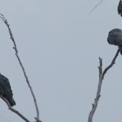 Callocephalon fimbriatum (Gang-gang Cockatoo) at Boro - 23 Jun 2021 by Paul4K