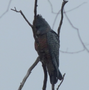 Callocephalon fimbriatum at Boro, NSW - 23 Jun 2021