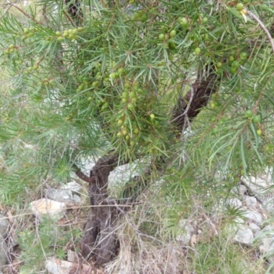 Persoonia linearis (Narrow-leaved Geebung) at Boro - 23 Jun 2021 by Paul4K