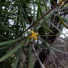 Persoonia linearis at Boro, NSW - 23 Jun 2021